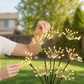"Luci da giardino a fuochi d'artificio alimentate a energia solare" 🎆🌞✨