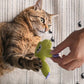 🐱🧸 Giocattolo in peluche per gatti con erba gatta – mordi, gioca, rilassati! 🌿😸